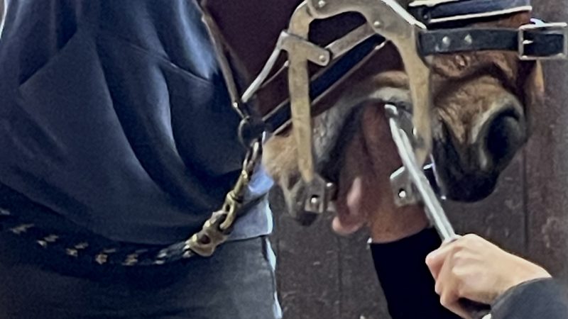 Le dentiste des chevaux