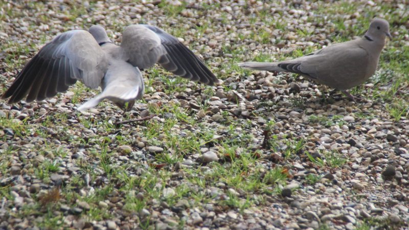Muniette un jour, muniette toujours