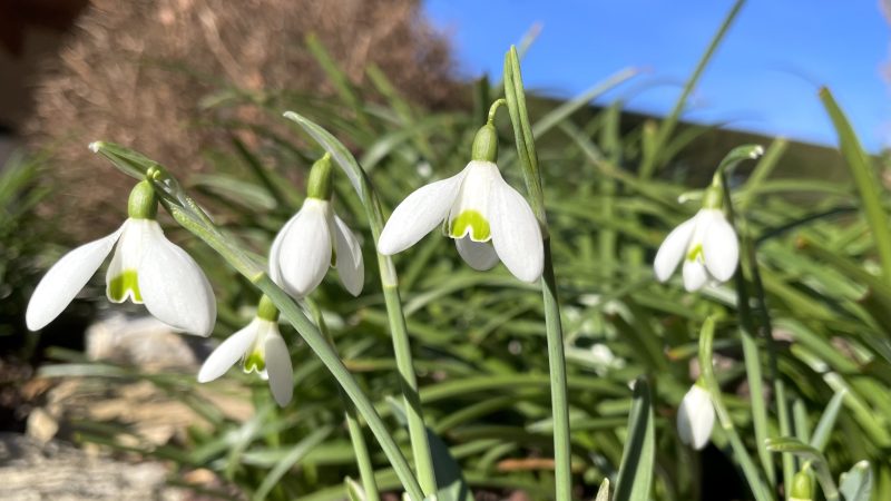 Le Printemps arrive-t-il ?