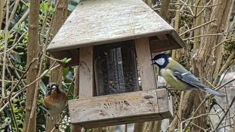 Dans le jardin de Martine
