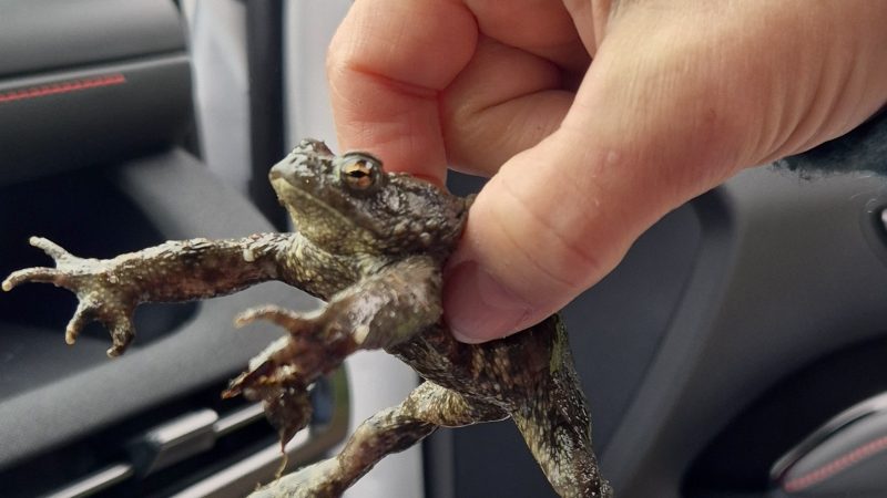 Un jour mon prince viendra…