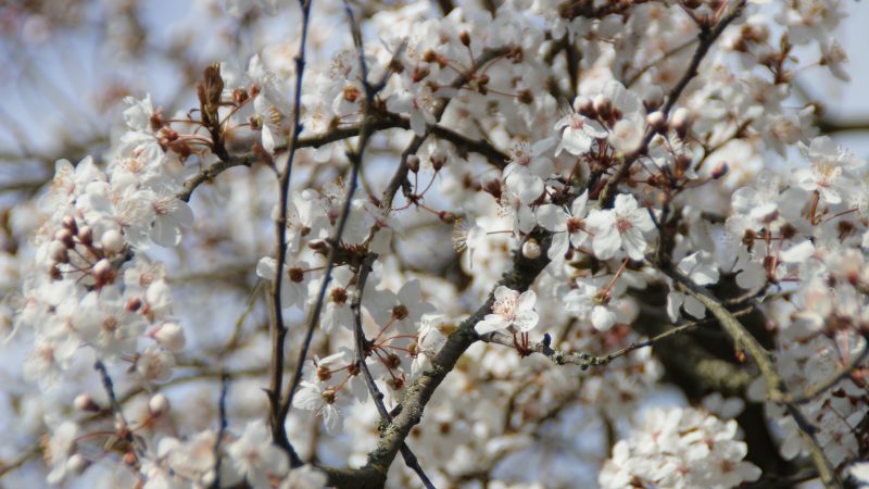 Le printemps est vraiment là…