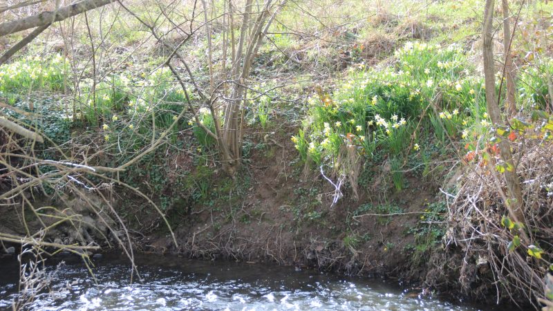 Au bord de l&rsquo;eau, il n&rsquo;y a pas que des jonquilles !