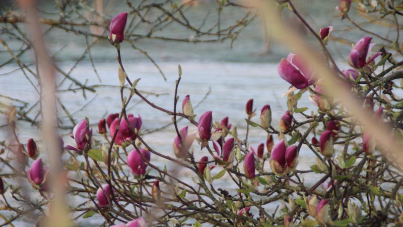 Petite gelée du matin