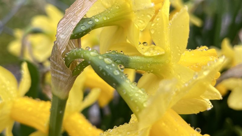 Naissance de triplées…