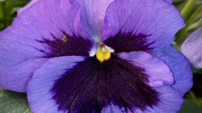 Bonjour le printemps !