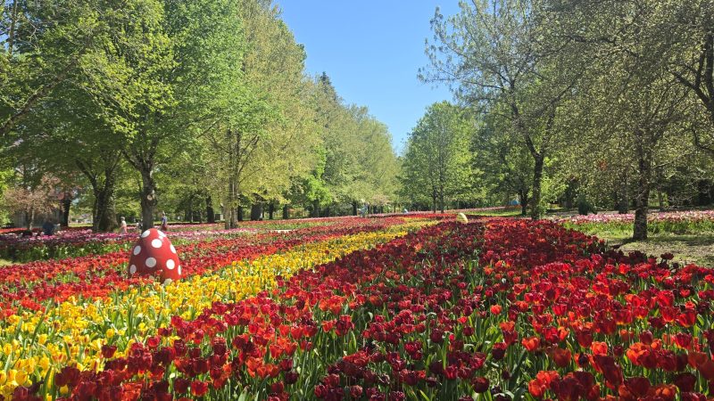 Cheverny édition 2026