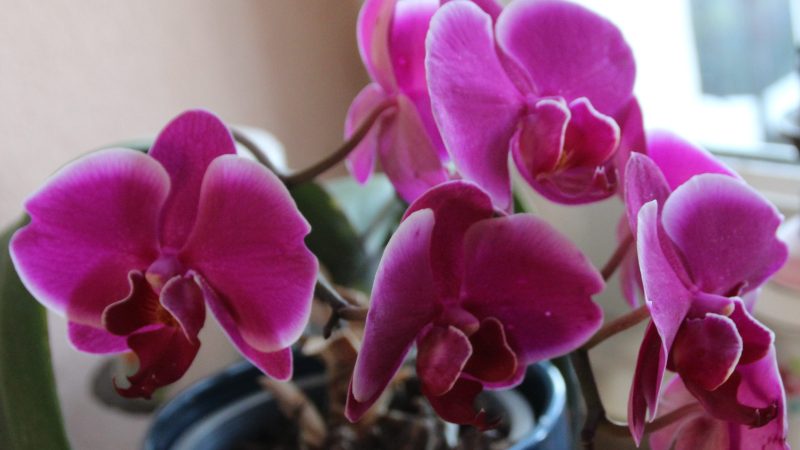 Miracle de la nature