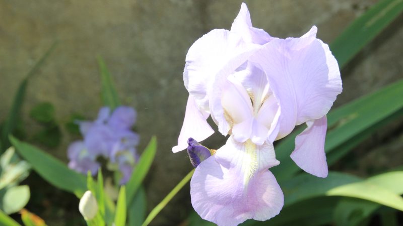 Malgré la pluie, de beaux iris