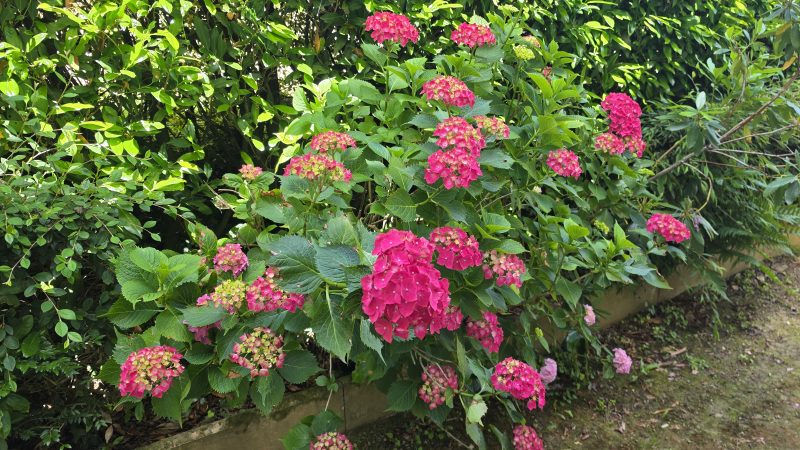 Regardez ma sublime couleur rose