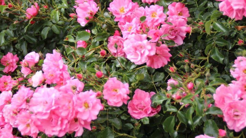 Le temps des roses