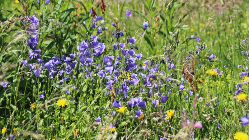 Fleurs de montagne