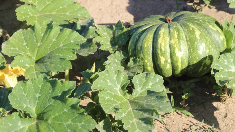 Courges et courges