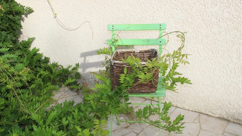 Fantaisie d&rsquo;une glycine